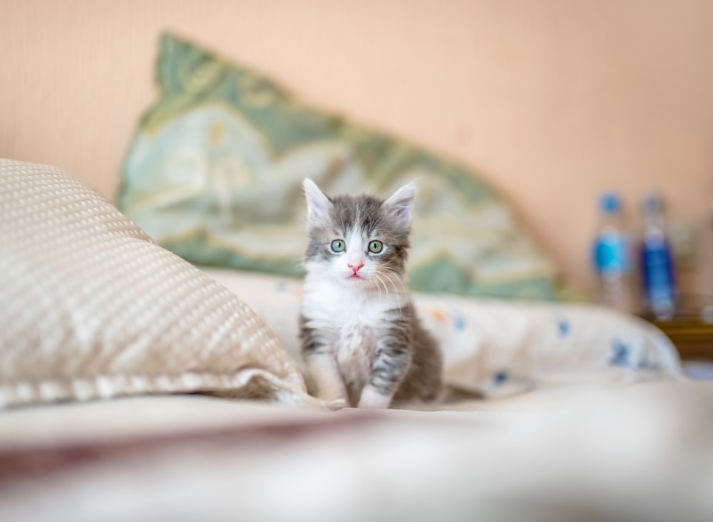 Automatic Feeder for a Cat That Eats Too Fast (2026): How to Slow Down a Gobbler