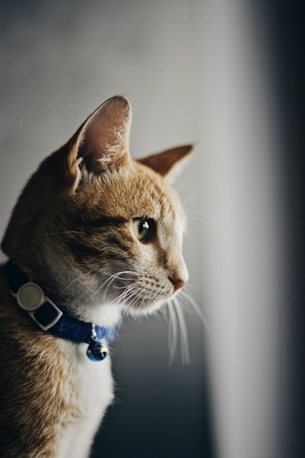 Automatic Feeder for Cats with Kidney Disease (CKD) on Wet Food (2026)