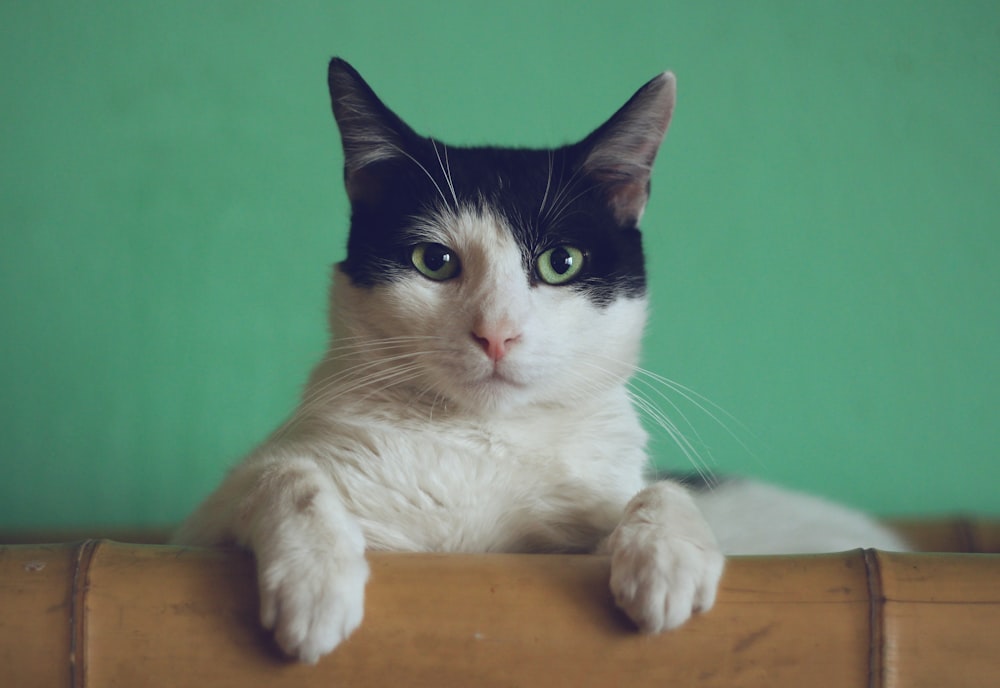 The Complete Automatic Timed Cat Feeder Guide (2026)