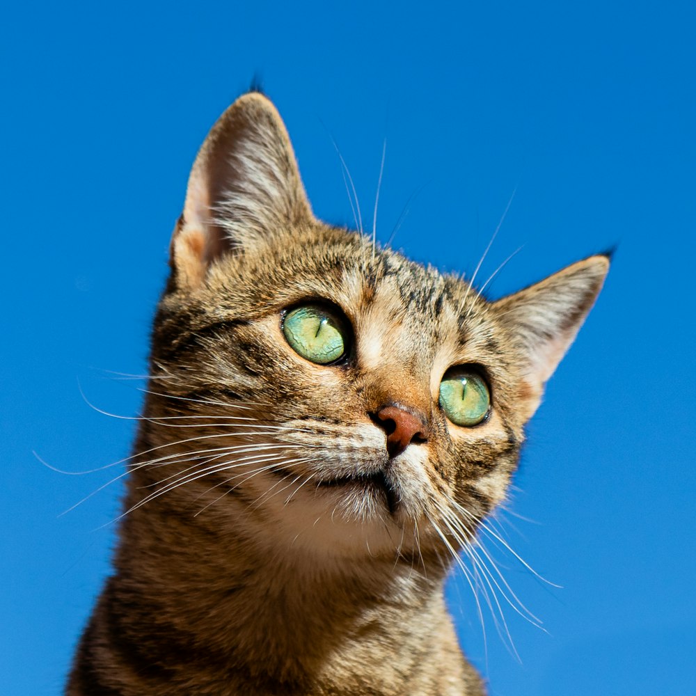 PETLIBRO 5L Automatic Cat Feeder Review: Our Honest Verdict