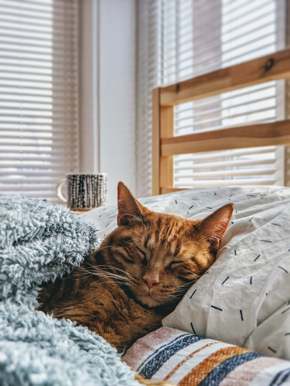 Battery Backup Cat Feeder for Power Outages: What to Buy (2026)