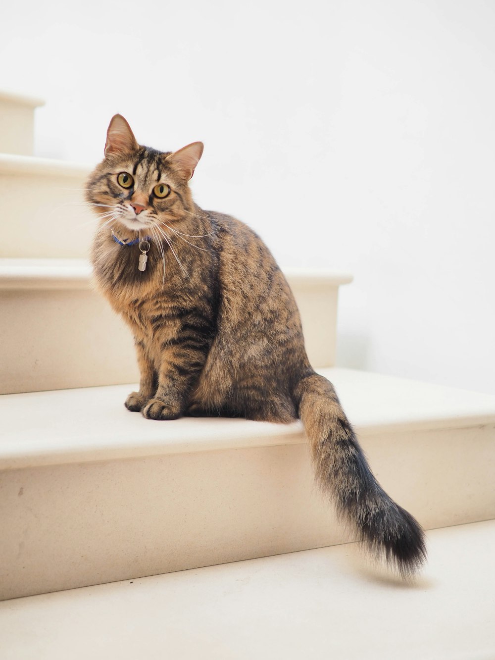 Best Budget Automatic Cat Feeder Under $50 (2026)