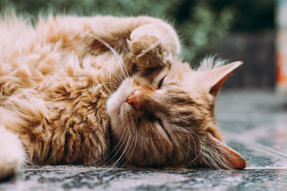 Best Pet Feeder for a 2-Week Vacation: What Actually Works When You're Away