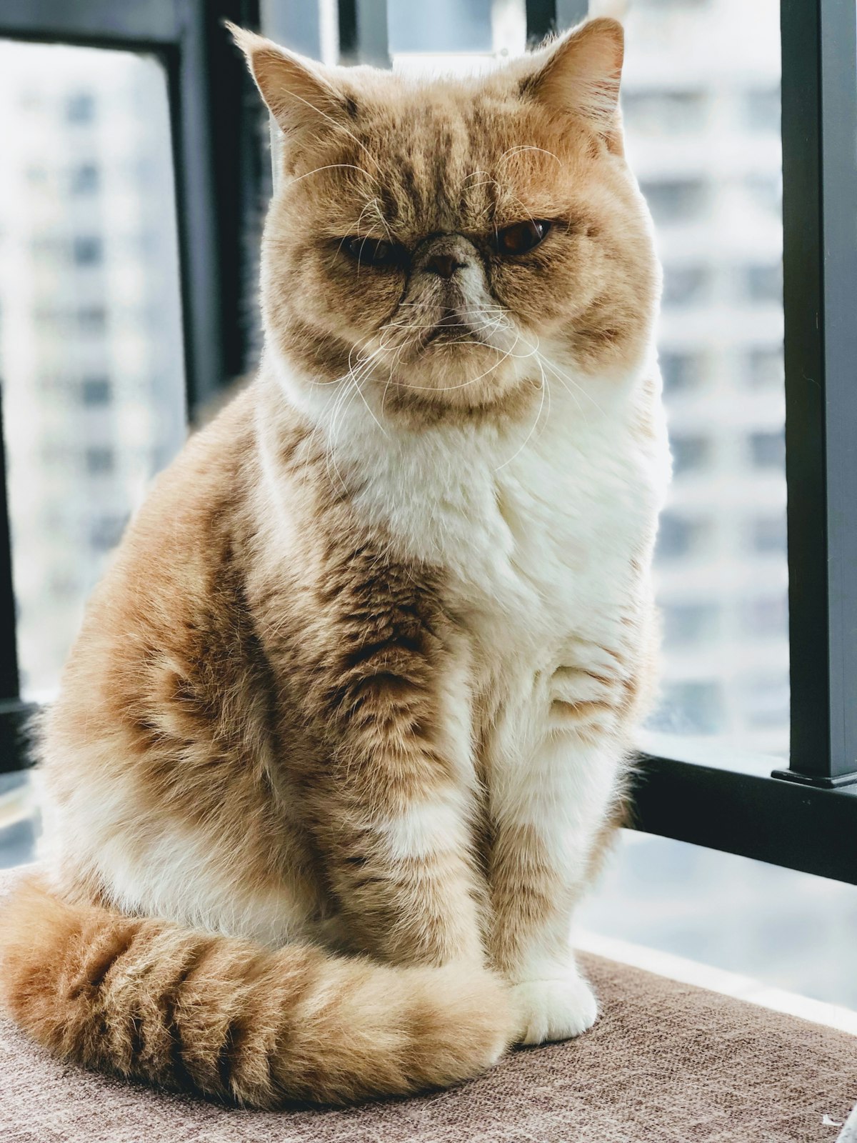 Can You Leave a Cat Alone for 2 Days With an Automatic Feeder? (2026 Guide)