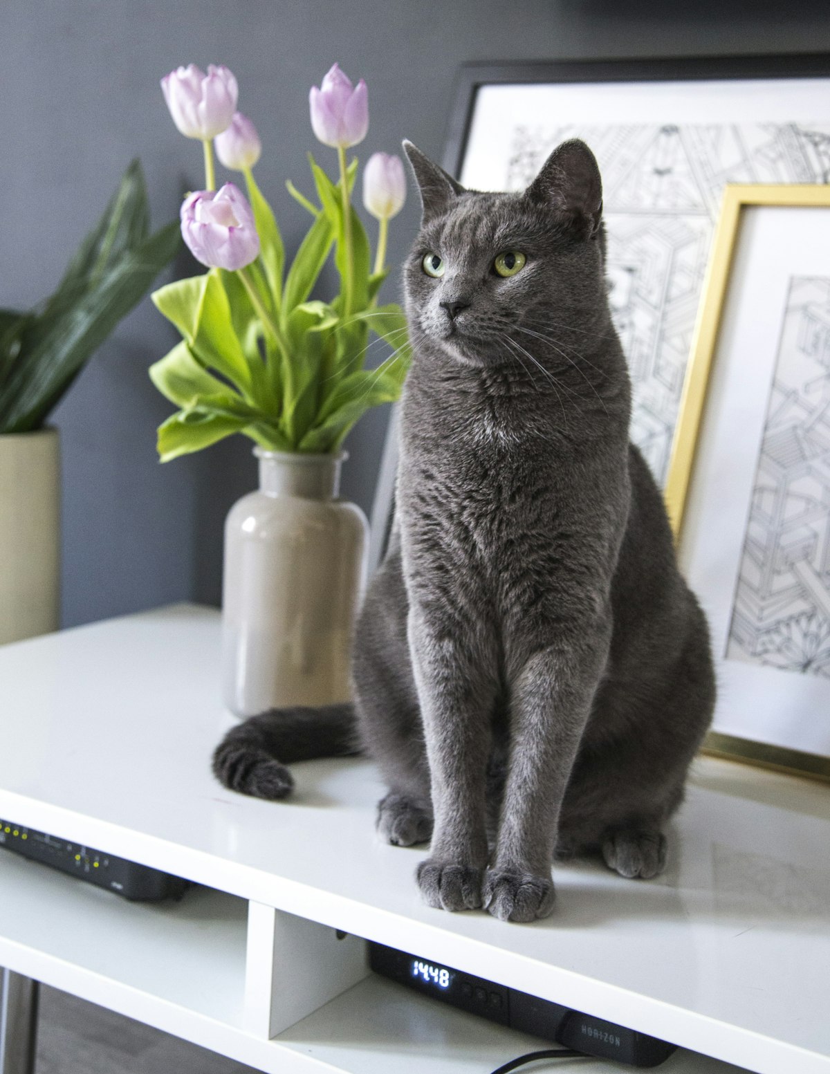How Often Should I Feed My Cat with an Automatic Feeder (2026 Guide)