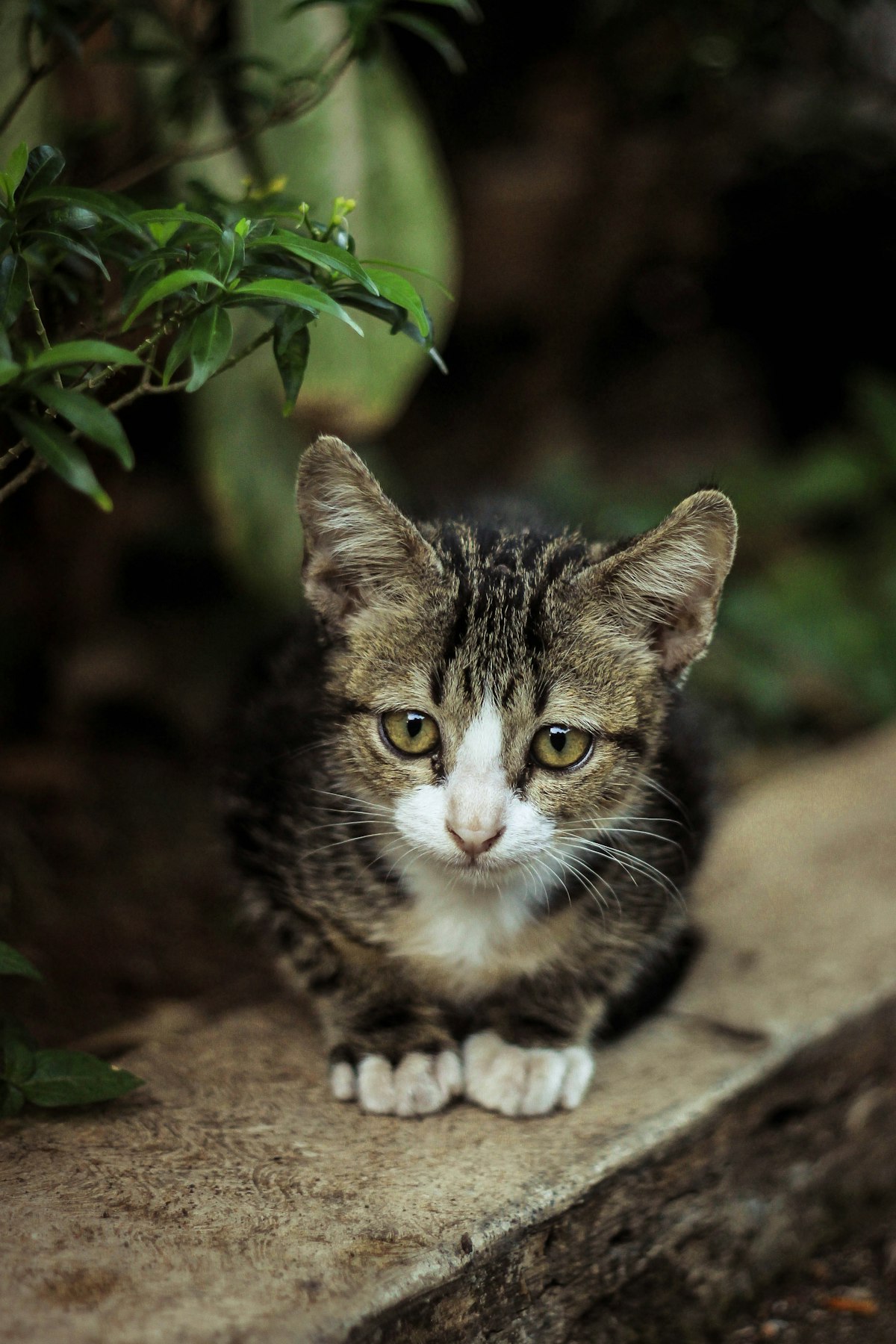 Are Automatic Cat Feeders a Good Idea? A Realistic Guide for Busy Owners
