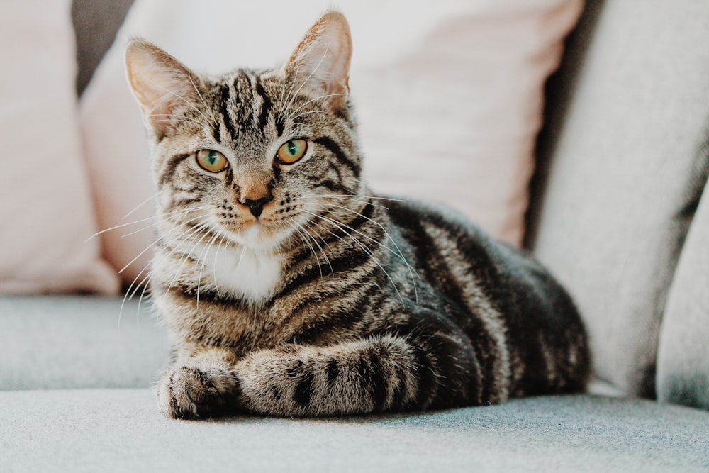 Cat Tech Market Report: July 2026