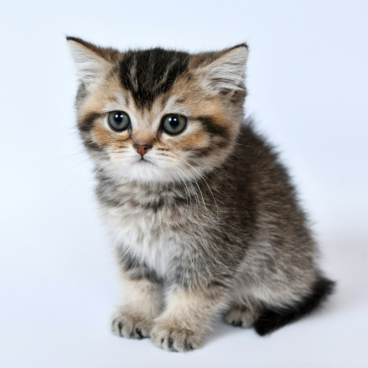 What Are the Disadvantages of a Cat Water Fountain? (2026 Guide)
