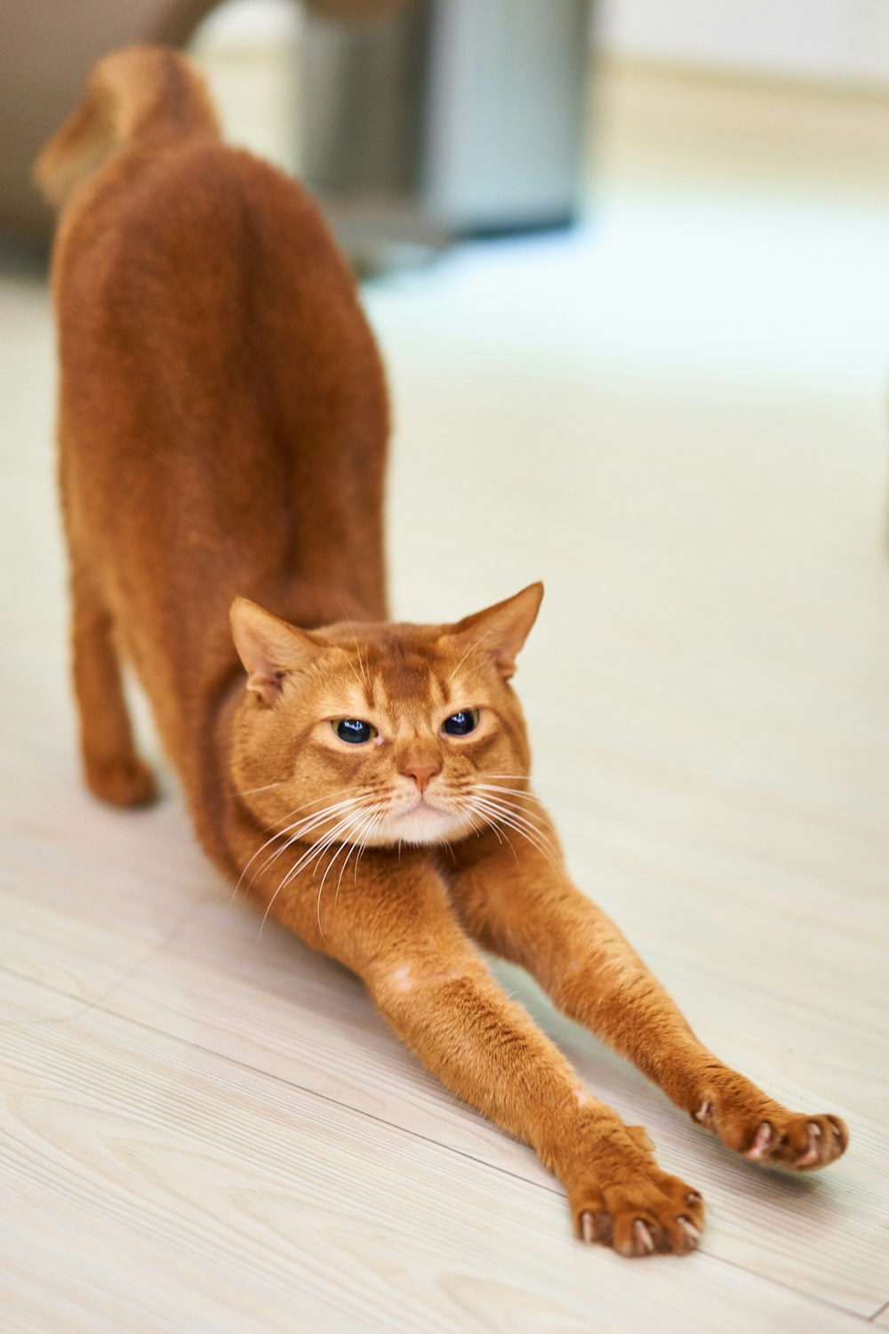 Why Won't My Cat Drink from a Regular Bowl? (Causes & Fixes)